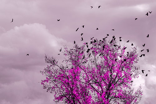 Murder Of Crows Swarm Autumn Tree (Pink Tone)