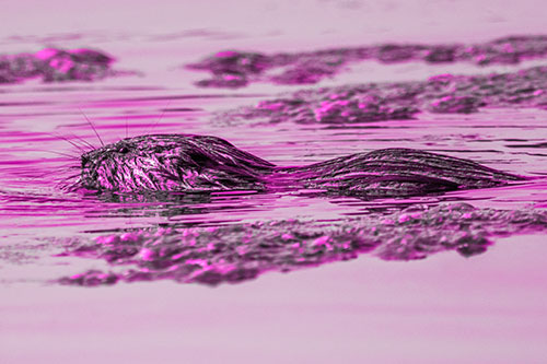 Muskrat Swimming Among Floating Algae (Pink Tone)