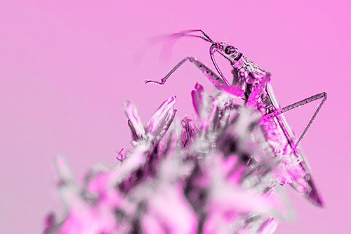 Nabis Lineatus Crawling Atop Plantago (Pink Tone)