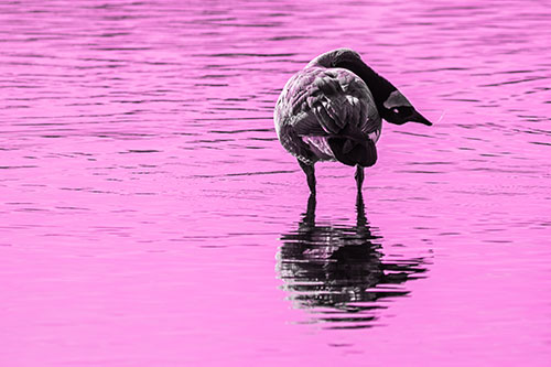Neck Contorting Canadian Goose Grooming Among Shallow Water (Pink Tone)