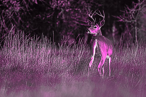 Neck Twisting White Tailed Deer Glancing Back Among Grass (Pink Tone)