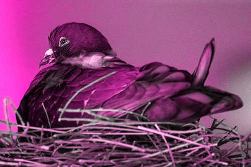 Nesting Pigeon Keeping Watch (Pink Tone Photo)