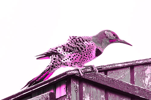 Northern Flicker Woodpecker Crouching Atop Birdhouse (Pink Tone Photo)
