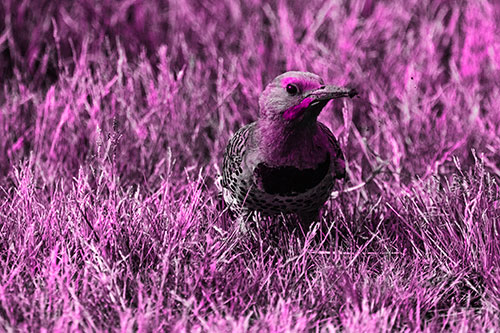 Northern Flicker Woodpecker Digging Up Dirt (Pink Tone)