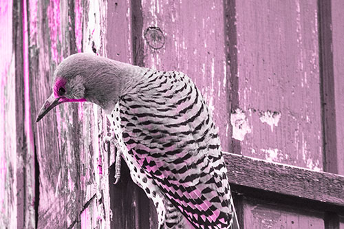 Northern Flicker Woodpecker Peeking Around Birdhouse (Pink Tone Photo)
