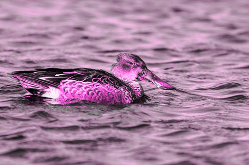 Northern Shoveler Duck Enjoying Lake Swim (Pink Tone Photo)