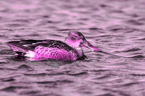 Northern Shoveler Duck Enjoying Lake Swim (Pink Tone)