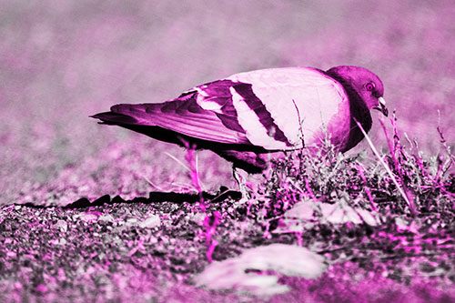 Observant Pigeon Scouring Among Dead Plants (Pink Tone)