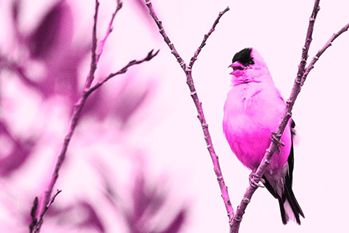 Open Mouthed American Goldfinch Standing On Tree Branch (Pink Tone Photo)