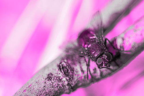Open Mouthed Blow Fly Looking Above (Pink Tone Photo)