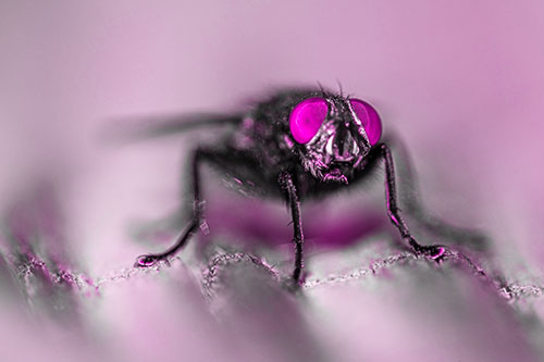 Open Mouthed Cluster Fly Shocked With Fear (Pink Tone)