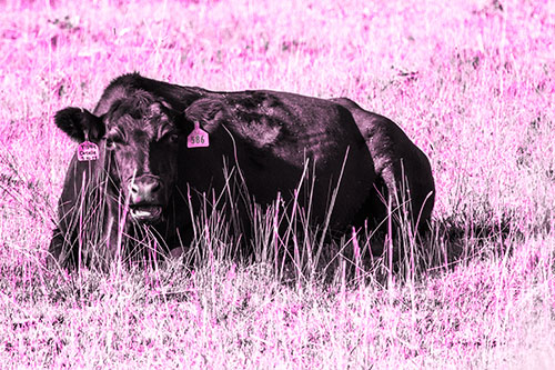 Open Mouthed Cow Resting On Grass (Pink Tone)