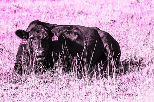 Open Mouthed Cow Resting On Grass (Pink Tone Photo)