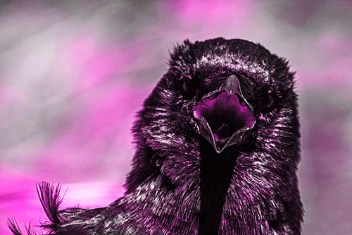 Open Mouthed Crow Screaming Among Wind (Pink Tone Photo)