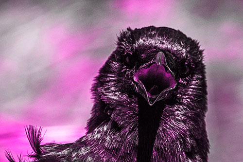 Open Mouthed Crow Screaming Among Wind (Pink Tone)