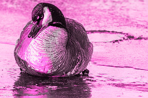 Open Mouthed Goose Laying Atop Ice Frozen River (Pink Tone Photo)