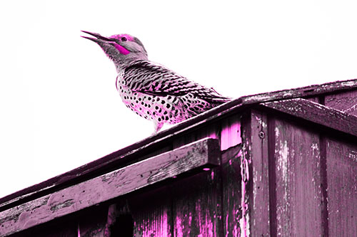 Open Mouthed Northern Flicker Woodpecker (Pink Tone Photo)