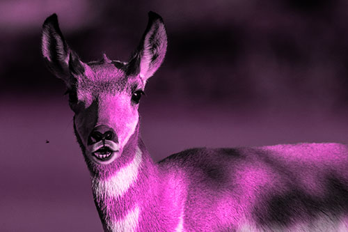 Open Mouthed Pronghorn Gazes In Shock (Pink Tone)