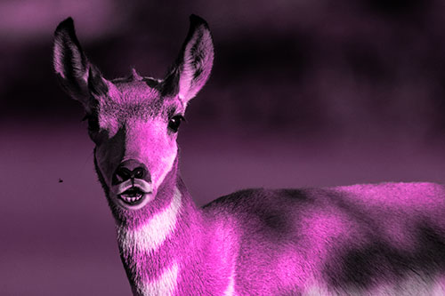 Open Mouthed Pronghorn Gazes In Shock (Pink Tone Photo)