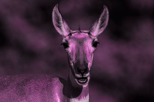 Open Mouthed Pronghorn Spots Intruder (Pink Tone Photo)