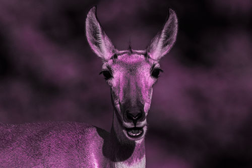 Open Mouthed Pronghorn Spots Intruder (Pink Tone)
