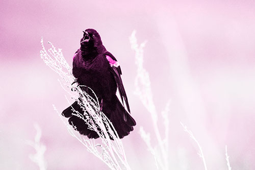 Open Mouthed Red Winged Blackbird Chirping Aggressively (Pink Tone Photo)