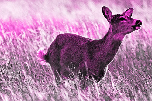 Open Mouthed White Tailed Deer Among Wheatgrass (Pink Tone Photo)