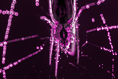 Orb Weaver Spider Dangling Downwards Among Web (Pink Tone Photo)