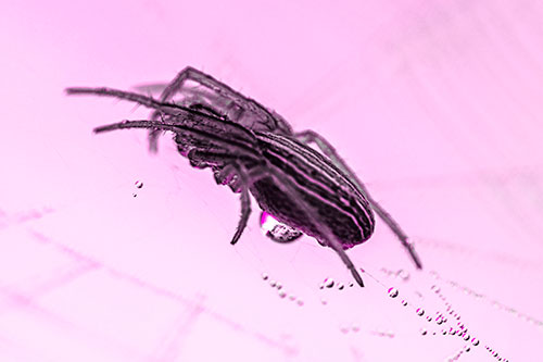 Orb Weaver Spider Rests Atop Dewdrop Web (Pink Tone Photo)