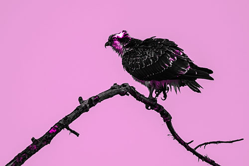 Osprey Hawk Balancing Among Bending Tree Branch (Pink Tone)