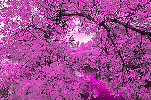 Overlooking River Through Bending Leaf Covered Autumn Tree Branch (Pink Tone)