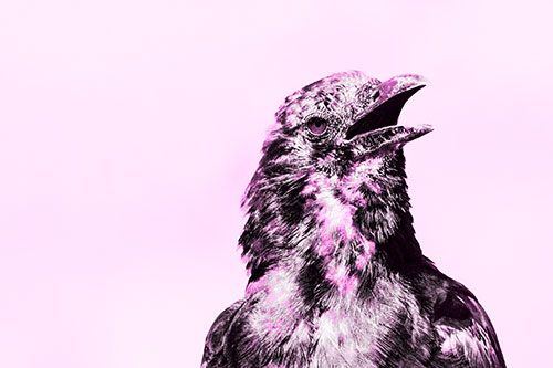 Panting Open Mouthed Crow Cooling Down Among Heat (Pink Tone)