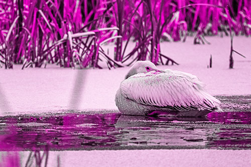 Pelican Resting Atop Ice Frozen Lake (Pink Tone Photo)