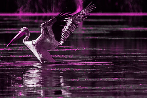 Pelican Takes Flight Off Lake Water (Pink Tone Photo)