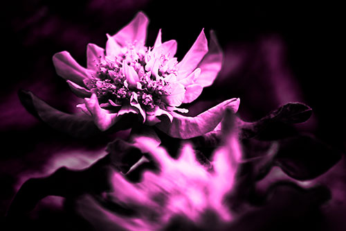 Peony Flower In Motion (Pink Tone Photo)