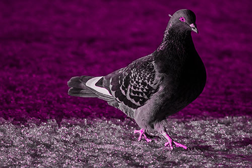 Pigeon Crosses Shadow Covered River Ice (Pink Tone Photo)