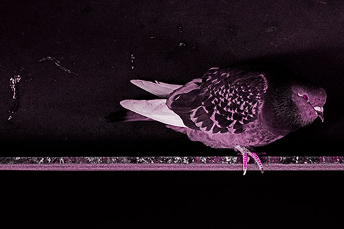 Pigeon Crouching On Steel Beam (Pink Tone Photo)