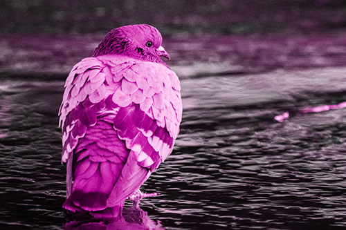 Pigeon Glancing Backwards Among River Water (Pink Tone Photo)