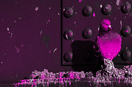 Pigeon Keeping Watch Among Dirty Bridge Steel (Pink Tone)