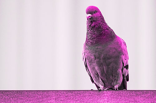Pigeon Keeping Watch Atop Metal Roof Ledge (Pink Tone Photo)