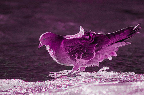 Pigeon Peeking Over Frozen River Ice Edge (Pink Tone Photo)