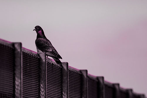 Pigeon Standing Atop Steel Guardrail (Pink Tone Photo)