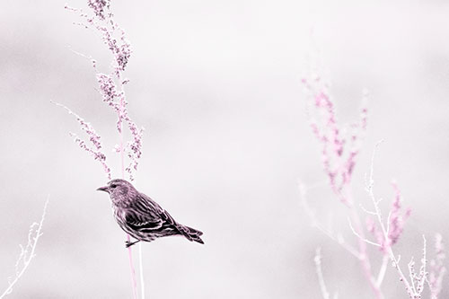 Pine Siskin Finch Bird Clinging Vertically Onto Plant (Pink Tone Photo)