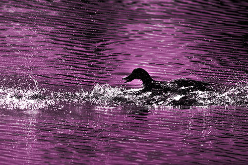 Playful Mallard Duck Gets Splashed Among Lake Horizon (Pink Tone)