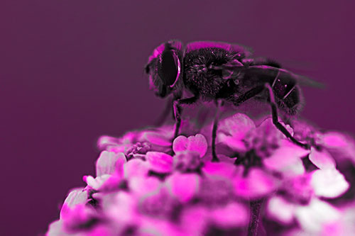 Pollen Covered Hoverfly Standing Atop Flower Petals (Pink Tone Photo)