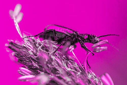 Pollen Covered Scarlet Malachite Beetle Hugging Flower Stem (Pink Tone)