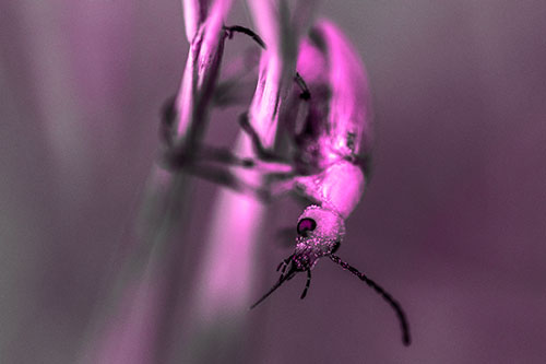 Pollen Faced Blister Beetle Hangs Onto Plant Stem (Pink Tone)