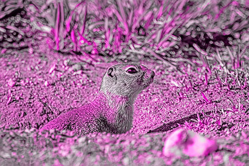 Prairie Dog Emerges From Dirt Tunnel (Pink Tone Photo)