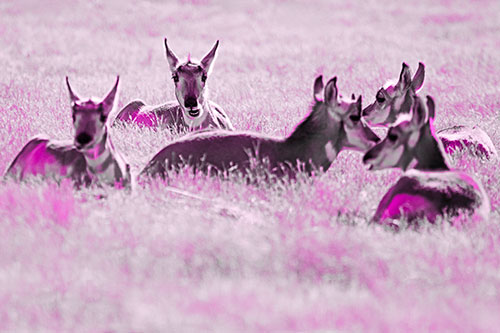 Pronghorn Herd Rest Among Grass (Pink Tone Photo)