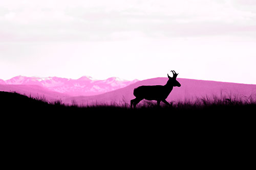 Pronghorn Silhouette On The Prowl (Pink Tone Photo)
